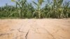 The ground is cracked at the edge of an irrigated corn field near England, Ark., Friday, July 6, 2012. Oppressive heat is slamming the middle of the country with record temperatures.