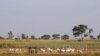 Sources: Boko Haram Kill 19 Nigeria Herders in Clashes
