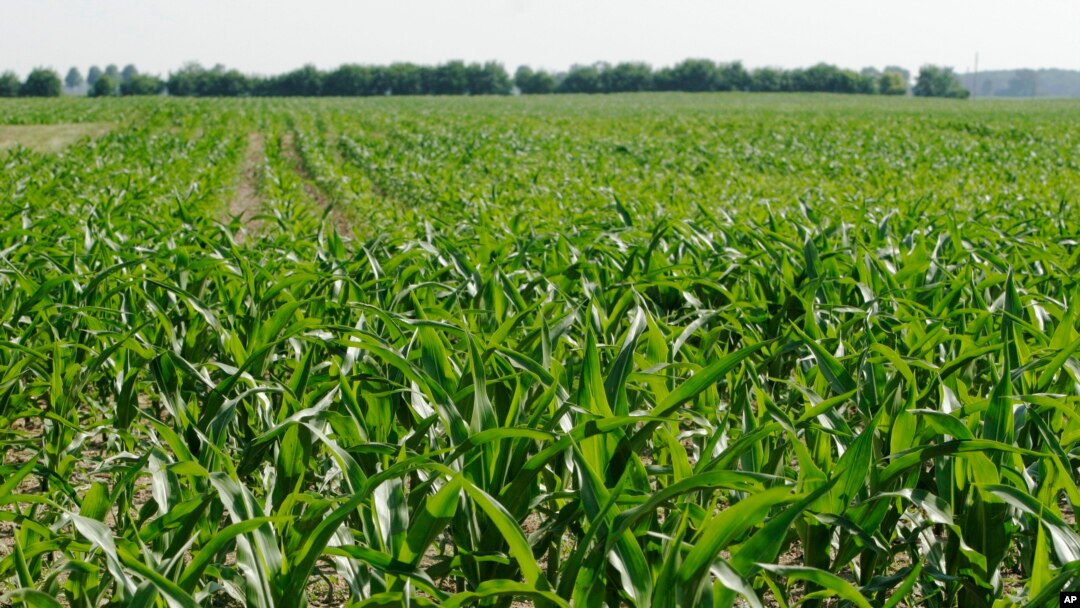 FILE - This June 13, 2007, photo shows corn being grown in a field in London, Ohio. (AP Photo/Kiichiro Sato, file)