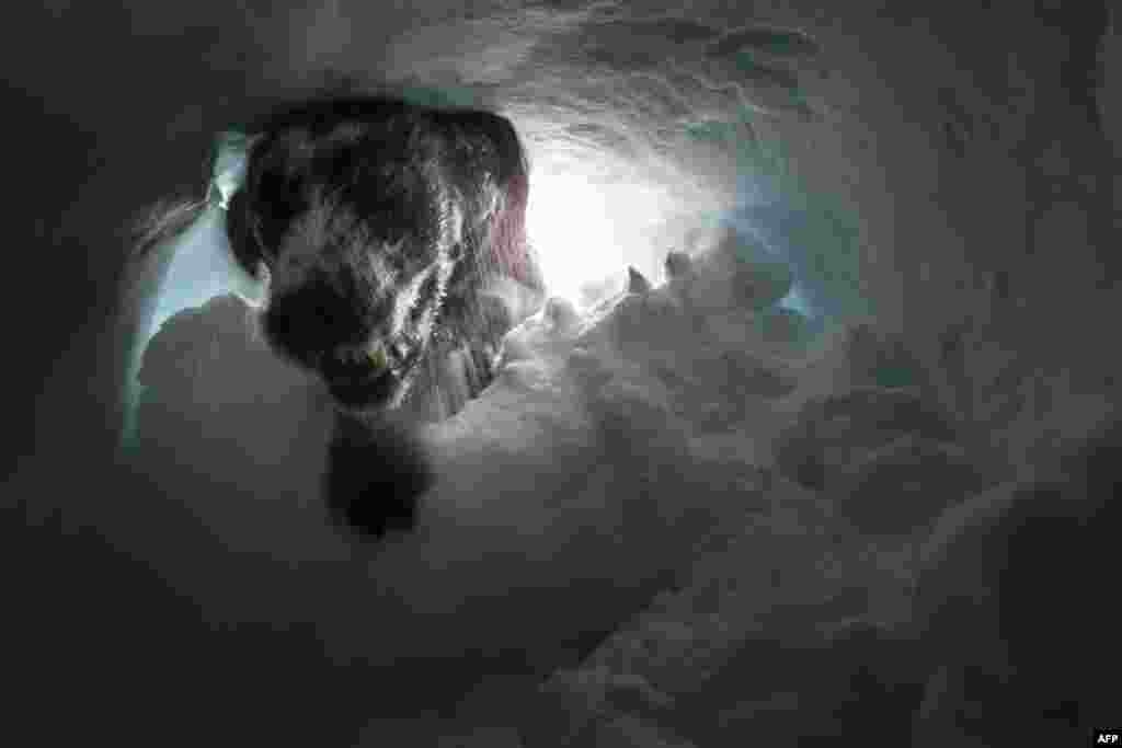 A dog searches for a victim during a final exam offering the avalanche dog handler degree on Jan. 24, 2019, in the Prarion sector in Les Houches, central-eastern France. 