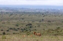 FILE - A lion stand near two lionesses in the grassland of the Nairobi National Park near Nairobi, Kenya, May 12, 2017.