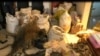 Leopard Skin and bags of Pangolin scales seized in Yaounde, July 22, 2021. (Moki Edwin Kindzeka/VOA)