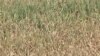 US Drought Could Have Significant Impact in Developing Countries