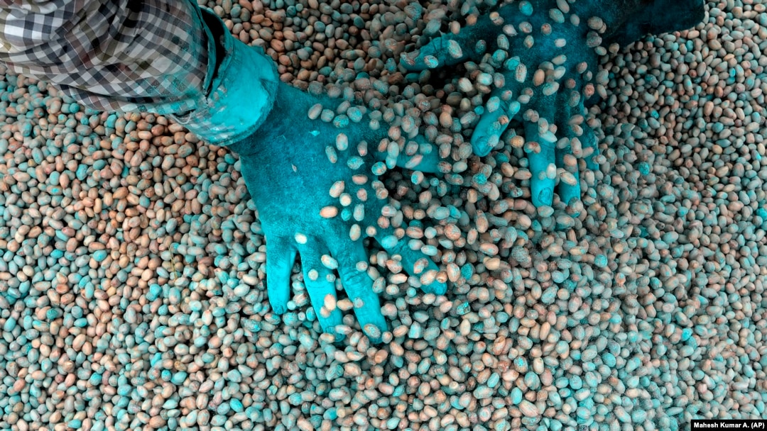P. Ravinder Reddy, a farmer, applies fungicide to peanut seeds before sowing in Rayanpet village of Telangana state, India, Wednesday, Sept. 25, 2024. (AP Photo/Mahesh Kumar A.)