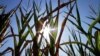 Central Illinois corn crops show signs of stress as they struggle to grow during a record breaking heat wave with dry weather conditions that is happening across most of the U.S., in Farmingdale, Illinois, July 6, 2012.