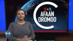 Tamsaasa Guyaadhaa Guyyaa