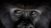 How Do You Save Endangered Gorillas? With Lots of Human Help