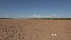 Arizona Fallows Farms to Save Water for Cities