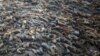 As focas também se abatem, dizem pescadores do Namibe
