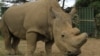 World’s Last Male Northern White Rhino Dies in Kenya