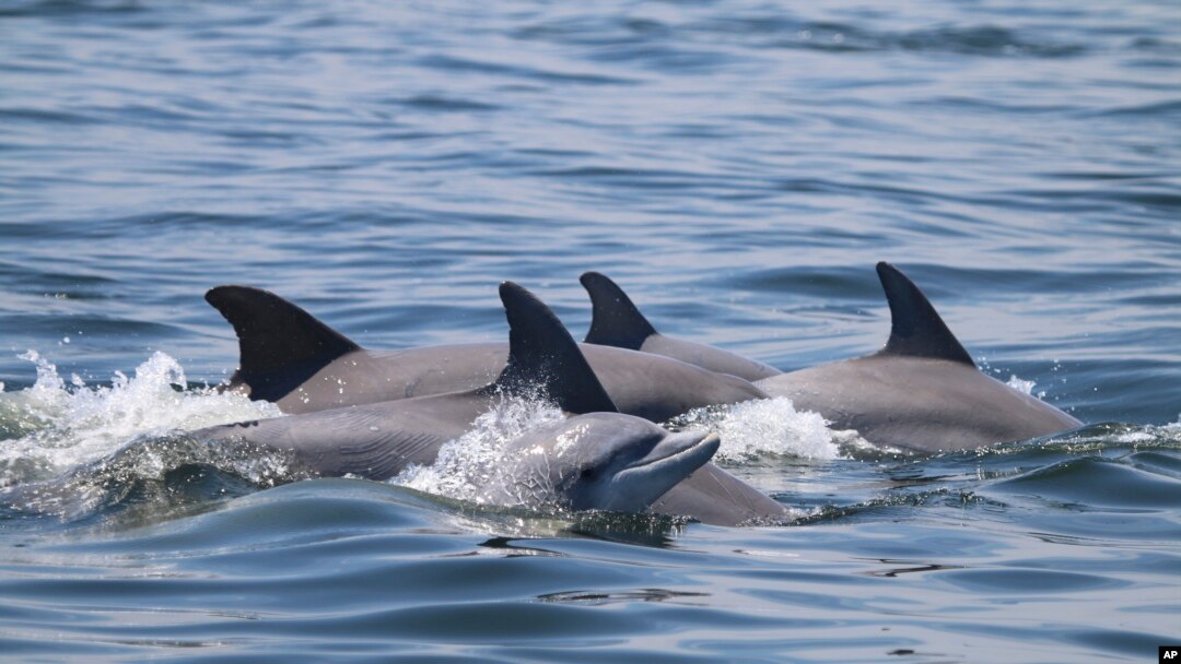 Dolphin Disease Detectives